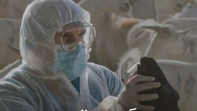 المملكة: ناقل خفي يهدد المواشي باللسان الأزرق.. و«وقاء» يكشف آليات المواجهة