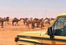 المملكة: ضبط مواطن لارتكاب مخالفة رعي في محمية الإمام تركي بن عبدالله الملكية