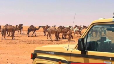 المملكة: ضبط مواطن لارتكاب مخالفة رعي في محمية الإمام تركي بن عبدالله الملكية